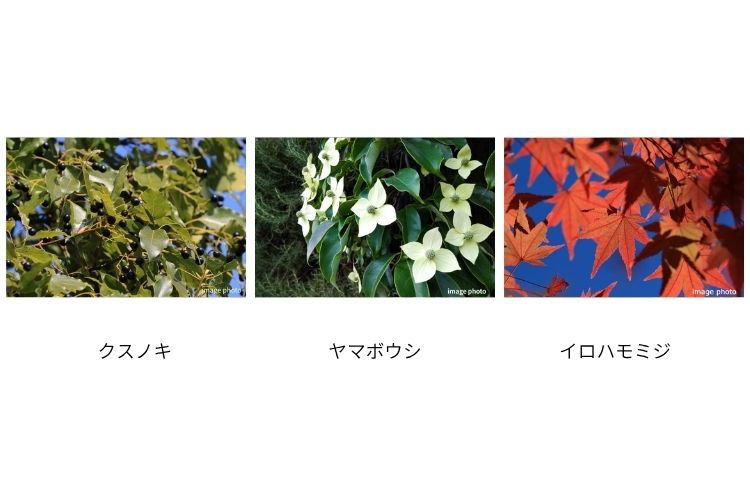 シティタワー新宿植栽